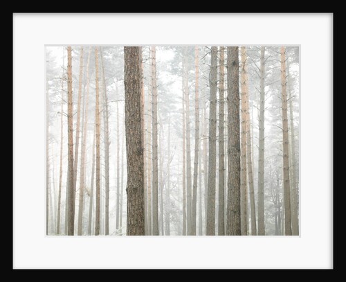 Tree trunks in frorest by Assaf Frank